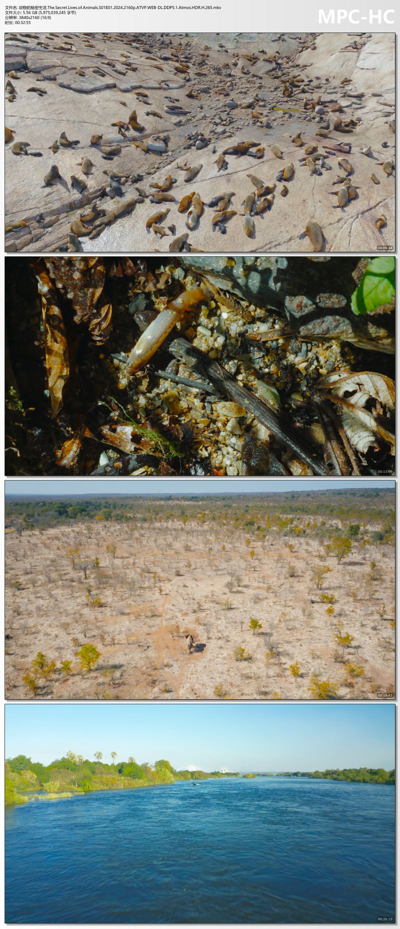 动物的秘密生活.The.Secret.Lives.of.Animals.S01E01.2024.2160p.ATVP.WEB-DL.DDP5.1..jpg